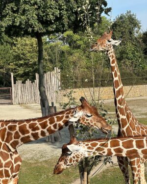 Lukáš Pavlásek Instagram - V září jsme strávili tři dny v Safari parku ve Dvoře králové, kde mají ubytování přímo v ZOO. Má to několik výhod - můžete se po ZOO procházet i v noci, vidíte Lemury jak se před otvíračkou na lávce chystají na příchod návštěvníku, dozvíte se od chovatelů proč ta perlička supí furt běhá po kleci a chce do někoho klovat, prohlédnete si zákulisí a nakonec se tak moc stanete součástí ZOO, že vás můžou ukazovat návštěvníkům jako unikátní živočišný druh Homulus Pavláskus.

#safari #zoo #pobyt #safariparkdvurkralove #homuluspavlaskus
