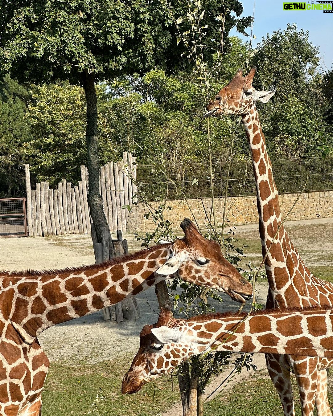 Lukáš Pavlásek - 515 Likes - V září jsme strávili tři dny v Safari parku ve Dvoře králové, kde mají ubytování přímo v ZOO. Má to několik výhod - můžete se po ZOO procházet i v noci, vidíte Lemury jak se před otvíračkou na lávce chystají na příchod návštěvníku, dozvíte se od chovatelů proč ta perlička supí furt běhá po kleci a chce do někoho klovat, prohlédnete si zákulisí a nakonec se tak moc stanete součástí ZOO, že vás můžou ukazovat návštěvníkům jako unikátní živočišný druh Homulus Pavláskus.
#safari #zoo #pobyt #safariparkdvurkralove #homuluspavlaskus
