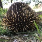 Luke Arnold Instagram – Another new friend