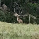 Luke Arnold Instagram – Good to be home, with a few new furry friends
