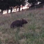 Luke Arnold Instagram – Good to be home, with a few new furry friends