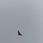 Luke Arnold Instagram - 🦅 🌝 Amoonguna