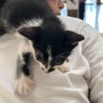 Lynn Lim Instagram - 25 months since Goku’s passing. While I’m still uncertain about loving again, I believe everything happens for a reason. We named her Pepé Le Pew. See how my neck acts as her mother’s nipples..😣