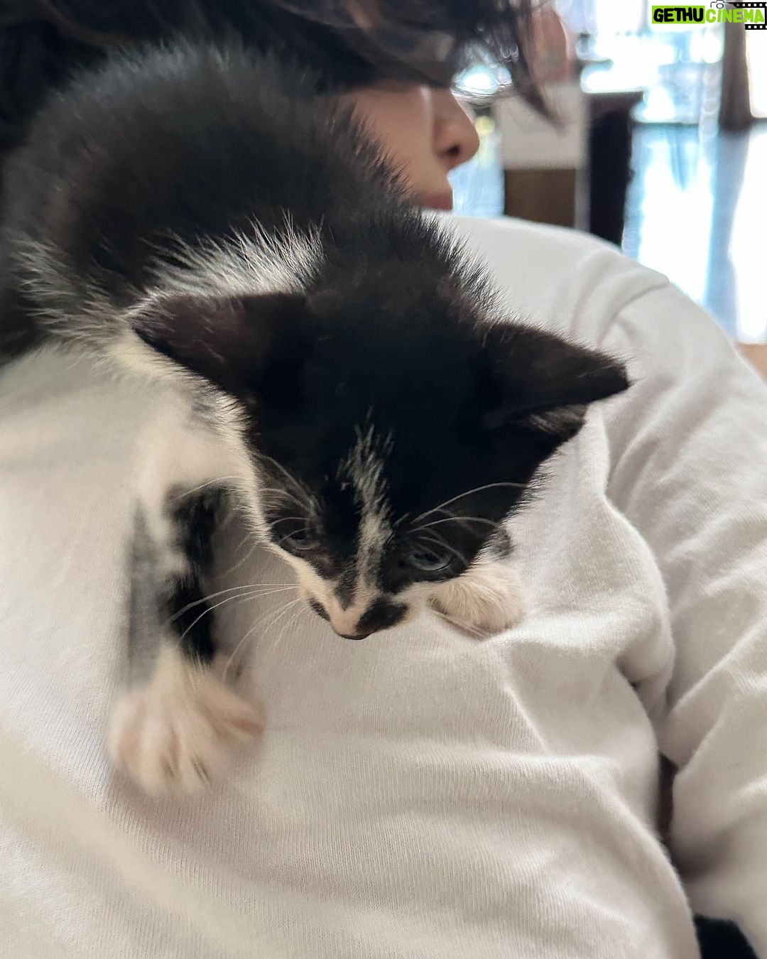 Lynn Lim Instagram - 25 months since Goku’s passing. While I’m still uncertain about loving again, I believe everything happens for a reason. We named her Pepé Le Pew. See how my neck acts as her mother’s nipples..😣
