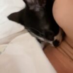 Lynn Lim Instagram - 25 months since Goku’s passing. While I’m still uncertain about loving again, I believe everything happens for a reason. We named her Pepé Le Pew. See how my neck acts as her mother’s nipples..😣