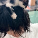 Lynn Lim Instagram - 25 months since Goku’s passing. While I’m still uncertain about loving again, I believe everything happens for a reason. We named her Pepé Le Pew. See how my neck acts as her mother’s nipples..😣