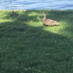 Lyriq Bent Instagram - Ducks are all about family...no one gets left behind. Quack Quack!!! North Bay, Ontario