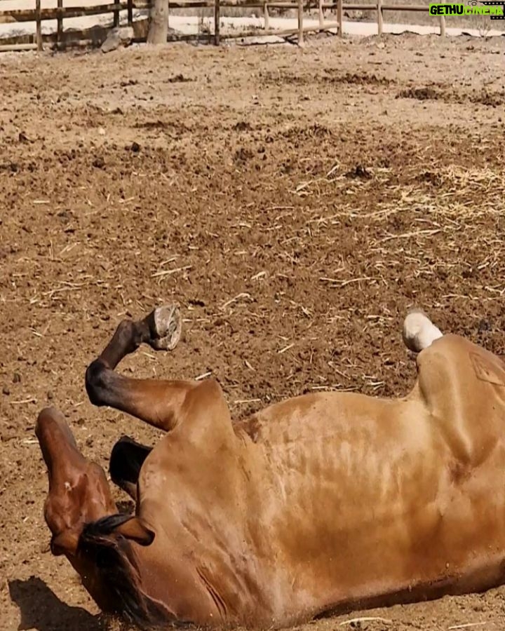 Mónica Jardim Instagram - Apresento-vos a Graínha, uma égua de raça lusitana que faz parte da Coudelaria da @malhadinhanova e que me levou durante 1h30 num bonito passeio pelas vinhas 🤎 Herdade Da Malhadinha Nova