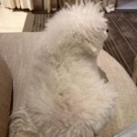 Madelyn Cline Instagram - Oscars night recap @vanityfair ❤️‍🔥 thank you for having me