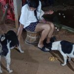 Madhurima Basak Instagram - What is a lover of animals called? A person who loves animals or pets. animal lover. zoophilist. animal person. I’m zoophilist… 😃 #zoophilist #animallovers #dogs #dogsofinstagram #cats #catsofinstagram #straykids #pets #puresouls #mylove #mypeace
