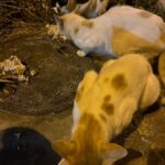 Madhurima Basak Instagram - What is a lover of animals called? A person who loves animals or pets. animal lover. zoophilist. animal person. I’m zoophilist… 😃 #zoophilist #animallovers #dogs #dogsofinstagram #cats #catsofinstagram #straykids #pets #puresouls #mylove #mypeace