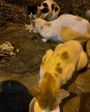 Madhurima Basak Instagram - What is a lover of animals called?

A person who loves animals or pets. animal lover. zoophilist. animal person.

I’m zoophilist… 😃

#zoophilist #animallovers #dogs #dogsofinstagram #cats #catsofinstagram #straykids #pets #puresouls #mylove #mypeace
