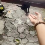 Madhurima Basak Instagram - What is a lover of animals called? A person who loves animals or pets. animal lover. zoophilist. animal person. I’m zoophilist… 😃 #zoophilist #animallovers #dogs #dogsofinstagram #cats #catsofinstagram #straykids #pets #puresouls #mylove #mypeace