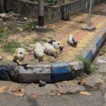 Madhurima Basak Instagram - What is a lover of animals called? A person who loves animals or pets. animal lover. zoophilist. animal person. I’m zoophilist… 😃 #zoophilist #animallovers #dogs #dogsofinstagram #cats #catsofinstagram #straykids #pets #puresouls #mylove #mypeace