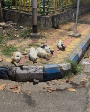 Madhurima Basak Instagram - What is a lover of animals called?

A person who loves animals or pets. animal lover. zoophilist. animal person.

I’m zoophilist… 😃

#zoophilist #animallovers #dogs #dogsofinstagram #cats #catsofinstagram #straykids #pets #puresouls #mylove #mypeace