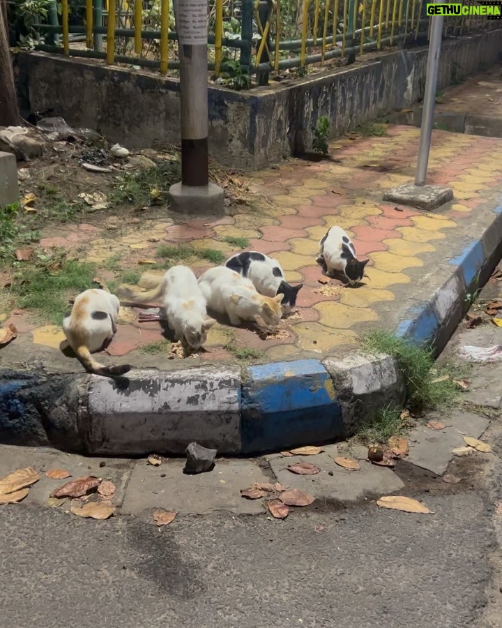 Madhurima Basak - 7.5K Likes - What is a lover of animals called?
A person who loves animals or pets. animal lover. zoophilist. animal person.
I’m zoophilist… 😃
#zoophilist #animallovers #dogs #dogsofinstagram #cats #catsofinstagram #straykids #pets #puresouls #mylove #mypeace