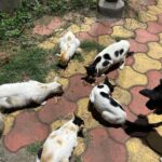 Madhurima Basak Instagram - What is a lover of animals called? A person who loves animals or pets. animal lover. zoophilist. animal person. I’m zoophilist… 😃 #zoophilist #animallovers #dogs #dogsofinstagram #cats #catsofinstagram #straykids #pets #puresouls #mylove #mypeace