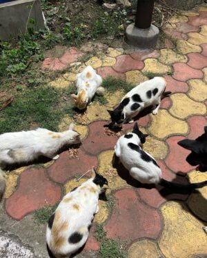 Madhurima Basak Instagram - What is a lover of animals called?

A person who loves animals or pets. animal lover. zoophilist. animal person.

I’m zoophilist… 😃

#zoophilist #animallovers #dogs #dogsofinstagram #cats #catsofinstagram #straykids #pets #puresouls #mylove #mypeace