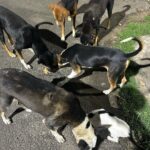 Madhurima Basak Instagram - What is a lover of animals called? A person who loves animals or pets. animal lover. zoophilist. animal person. I’m zoophilist… 😃 #zoophilist #animallovers #dogs #dogsofinstagram #cats #catsofinstagram #straykids #pets #puresouls #mylove #mypeace