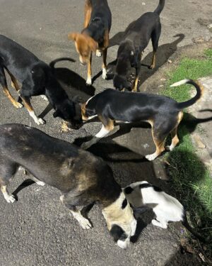 Madhurima Basak Instagram - What is a lover of animals called?

A person who loves animals or pets. animal lover. zoophilist. animal person.

I’m zoophilist… 😃

#zoophilist #animallovers #dogs #dogsofinstagram #cats #catsofinstagram #straykids #pets #puresouls #mylove #mypeace
