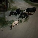 Madhurima Basak Instagram - What is a lover of animals called? A person who loves animals or pets. animal lover. zoophilist. animal person. I’m zoophilist… 😃 #zoophilist #animallovers #dogs #dogsofinstagram #cats #catsofinstagram #straykids #pets #puresouls #mylove #mypeace