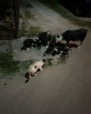 Madhurima Basak Instagram - What is a lover of animals called?

A person who loves animals or pets. animal lover. zoophilist. animal person.

I’m zoophilist… 😃

#zoophilist #animallovers #dogs #dogsofinstagram #cats #catsofinstagram #straykids #pets #puresouls #mylove #mypeace