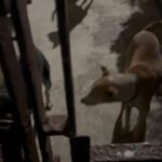 Madhurima Basak Instagram - What is a lover of animals called? A person who loves animals or pets. animal lover. zoophilist. animal person. I’m zoophilist… 😃 #zoophilist #animallovers #dogs #dogsofinstagram #cats #catsofinstagram #straykids #pets #puresouls #mylove #mypeace
