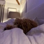 Madison Beer Instagram -