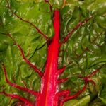 Magda Szubanski Instagram - Continuing my love affair with rainbow chard. How pretty is this?!! The COLOURS!! 🌈