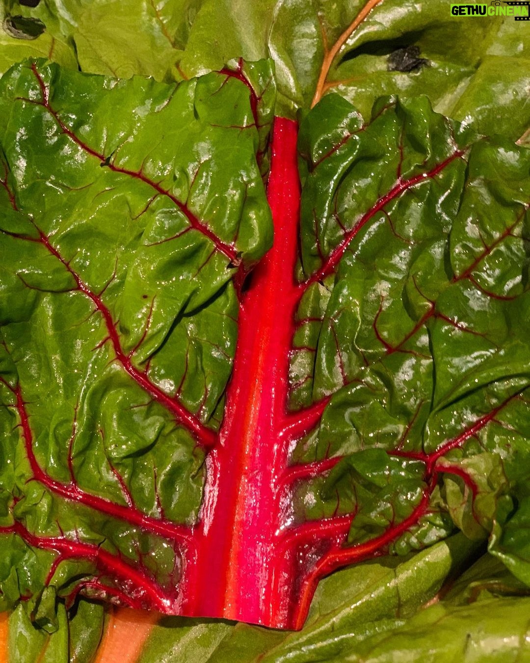 Magda Szubanski Instagram - Continuing my love affair with rainbow chard. How pretty is this?!! The COLOURS!! 🌈