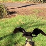 Magda Szubanski Instagram – Pre launch!! #nature #whatbirdisthis