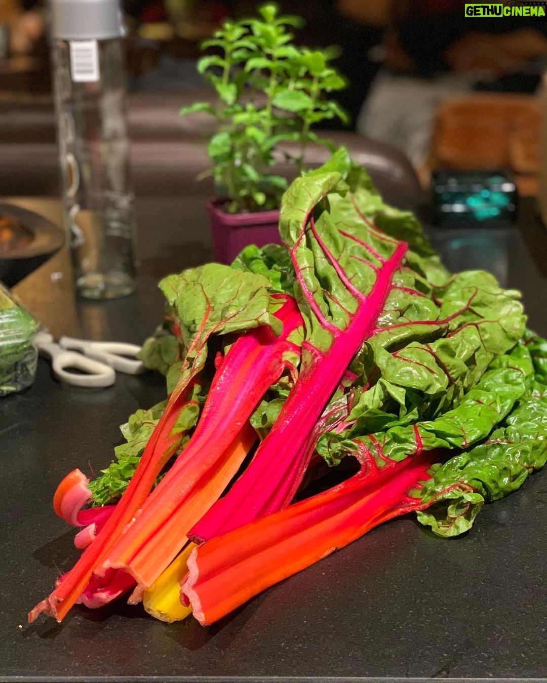 Magda Szubanski Instagram - Continuing my love affair with rainbow chard. How pretty is this?!! The COLOURS!! 🌈