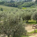 Magda Szubanski Instagram - Birds and bells and bees. Agriturismo in Italia Please enjoy 🐦‍⬛🔔🐝❤️🇮🇹