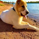 Magdy El Hawary Instagram - لما جبته كنت شايل هم اليوم ده .. انه يكبر واشوفله عروسة هنا .. صعب طبعا الاقي حد بيربي #alabai بس اهو يبقي عملنا اللي علينا ياعم #panda الان سنة وتلات شهور ♥️🤗
