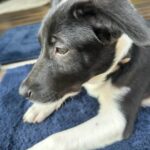 Mahesh Babu Instagram - Every day is a brighter day with my companion, Snoopy! ❤️ #AdoptDontShop #WorldAnimalWelfareDay