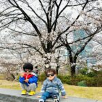 Mai Hakase Instagram - 今年も桜きれいだったなぁ🌸 毎年、自分の誕生日頃は寒い冬からだんだん暖かくなり桜が咲いて外を歩きたくなるような、そんな春の訪れを感じられるこの時期が（花粉症も無いので）1年で1番好きです🥺❤️ #桜 #sakura