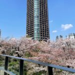 Mai Hakase Instagram - 今年も桜きれいだったなぁ🌸 毎年、自分の誕生日頃は寒い冬からだんだん暖かくなり桜が咲いて外を歩きたくなるような、そんな春の訪れを感じられるこの時期が（花粉症も無いので）1年で1番好きです🥺❤️ #桜 #sakura