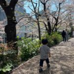 Mai Hakase Instagram - 今年も桜きれいだったなぁ🌸 毎年、自分の誕生日頃は寒い冬からだんだん暖かくなり桜が咲いて外を歩きたくなるような、そんな春の訪れを感じられるこの時期が（花粉症も無いので）1年で1番好きです🥺❤️ #桜 #sakura