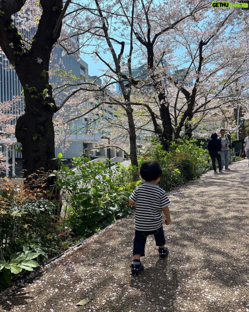 Mai Hakase Instagram - 今年も桜きれいだったなぁ🌸 毎年、自分の誕生日頃は寒い冬からだんだん暖かくなり桜が咲いて外を歩きたくなるような、そんな春の訪れを感じられるこの時期が（花粉症も無いので）1年で1番好きです🥺❤️ #桜 #sakura