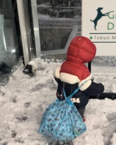 Mai Hakase Instagram - 東京大雪☃️ 東京来て18年くらい経つけどこんな大雪は初めてなきがする❄️ 息子は雪がわかるようになって初めて見たので大興奮♡ 「外行くー！」て言ってきかなかったです😅 初めてのこの寒さにもビックリしてました👦 皆様今日は道が凍ってたりするので外出の際は気をつけてください⚠️ 息子はパウパトのパジャマを毎日一日中着たがるのですが、 パウパトのエコバッグを買ってあげたら、そこに全部入れて出かけるようになりました🤭（同じパジャマ4セットもってますww）お着替えには困りません🤣 #パウパトロールグッズ
