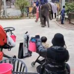 Mai Hakase Instagram - 市原ぞうの国🐘 動物との距離がものすごく近くて直接エサをあげれたりと息子も楽しそうでした😁 象さんの行進は大迫力🐘象蔵使いの方もいて象のパフォーマンスも初めて見れました☺️絵をかいたりボールを蹴ったり、とても上手で驚きました😳 妊娠後期くらいから息子と１日おでかけはなかなかできてなかったので久しぶりに一緒にたくさん遊べて嬉しかったです♡一緒にお出かけしてくれたお友達家族に感謝🥰❤️ 息子は行きも帰りも車の中でずーっと1人で喋っていたので、夜は声が枯れていましたwwそれくらい楽しかったのかな🤭 #市原ぞうのくに #男の子ママ #女の子ママ