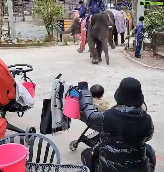 Mai Hakase Instagram - 市原ぞうの国🐘 動物との距離がものすごく近くて直接エサをあげれたりと息子も楽しそうでした😁 象さんの行進は大迫力🐘象蔵使いの方もいて象のパフォーマンスも初めて見れました☺️絵をかいたりボールを蹴ったり、とても上手で驚きました😳 妊娠後期くらいから息子と1日おでかけはなかなかできてなかったので久しぶりに一緒にたくさん遊べて嬉しかったです♡一緒にお出かけしてくれたお友達家族に感謝🥰❤️ 息子は行きも帰りも車の中でずーっと1人で喋っていたので、夜は声が枯れていましたwwそれくらい楽しかったのかな🤭 #市原ぞうのくに #男の子ママ #女の子ママ
