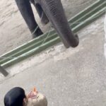 Mai Hakase Instagram - 市原ぞうの国🐘 動物との距離がものすごく近くて直接エサをあげれたりと息子も楽しそうでした😁 象さんの行進は大迫力🐘象蔵使いの方もいて象のパフォーマンスも初めて見れました☺️絵をかいたりボールを蹴ったり、とても上手で驚きました😳 妊娠後期くらいから息子と１日おでかけはなかなかできてなかったので久しぶりに一緒にたくさん遊べて嬉しかったです♡一緒にお出かけしてくれたお友達家族に感謝🥰❤️ 息子は行きも帰りも車の中でずーっと1人で喋っていたので、夜は声が枯れていましたwwそれくらい楽しかったのかな🤭 #市原ぞうのくに #男の子ママ #女の子ママ