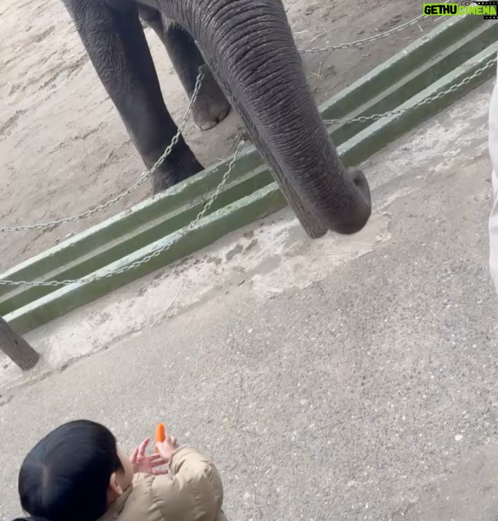 Mai Hakase Instagram - 市原ぞうの国🐘 動物との距離がものすごく近くて直接エサをあげれたりと息子も楽しそうでした😁 象さんの行進は大迫力🐘象蔵使いの方もいて象のパフォーマンスも初めて見れました☺️絵をかいたりボールを蹴ったり、とても上手で驚きました😳 妊娠後期くらいから息子と１日おでかけはなかなかできてなかったので久しぶりに一緒にたくさん遊べて嬉しかったです♡一緒にお出かけしてくれたお友達家族に感謝🥰❤️ 息子は行きも帰りも車の中でずーっと1人で喋っていたので、夜は声が枯れていましたwwそれくらい楽しかったのかな🤭 #市原ぞうのくに #男の子ママ #女の子ママ