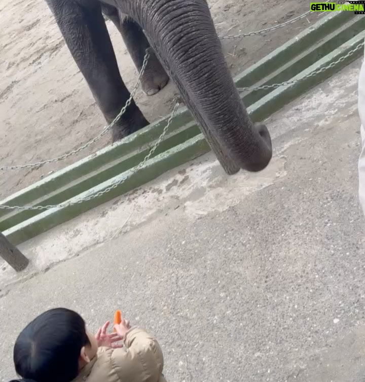 Mai Hakase Instagram - 市原ぞうの国🐘 動物との距離がものすごく近くて直接エサをあげれたりと息子も楽しそうでした😁 象さんの行進は大迫力🐘象蔵使いの方もいて象のパフォーマンスも初めて見れました☺️絵をかいたりボールを蹴ったり、とても上手で驚きました😳 妊娠後期くらいから息子と1日おでかけはなかなかできてなかったので久しぶりに一緒にたくさん遊べて嬉しかったです♡一緒にお出かけしてくれたお友達家族に感謝🥰❤️ 息子は行きも帰りも車の中でずーっと1人で喋っていたので、夜は声が枯れていましたwwそれくらい楽しかったのかな🤭 #市原ぞうのくに #男の子ママ #女の子ママ