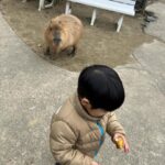 Mai Hakase Instagram - 市原ぞうの国🐘 動物との距離がものすごく近くて直接エサをあげれたりと息子も楽しそうでした😁 象さんの行進は大迫力🐘象蔵使いの方もいて象のパフォーマンスも初めて見れました☺️絵をかいたりボールを蹴ったり、とても上手で驚きました😳 妊娠後期くらいから息子と１日おでかけはなかなかできてなかったので久しぶりに一緒にたくさん遊べて嬉しかったです♡一緒にお出かけしてくれたお友達家族に感謝🥰❤️ 息子は行きも帰りも車の中でずーっと1人で喋っていたので、夜は声が枯れていましたwwそれくらい楽しかったのかな🤭 #市原ぞうのくに #男の子ママ #女の子ママ