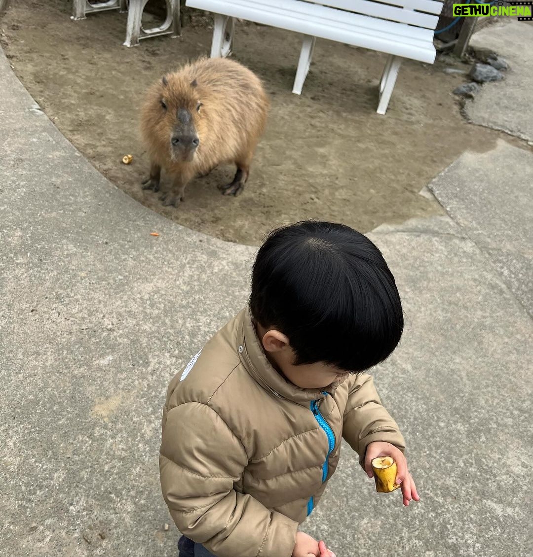 Mai Hakase Instagram - 市原ぞうの国🐘 動物との距離がものすごく近くて直接エサをあげれたりと息子も楽しそうでした😁 象さんの行進は大迫力🐘象蔵使いの方もいて象のパフォーマンスも初めて見れました☺️絵をかいたりボールを蹴ったり、とても上手で驚きました😳 妊娠後期くらいから息子と1日おでかけはなかなかできてなかったので久しぶりに一緒にたくさん遊べて嬉しかったです♡一緒にお出かけしてくれたお友達家族に感謝🥰❤️ 息子は行きも帰りも車の中でずーっと1人で喋っていたので、夜は声が枯れていましたwwそれくらい楽しかったのかな🤭 #市原ぞうのくに #男の子ママ #女の子ママ