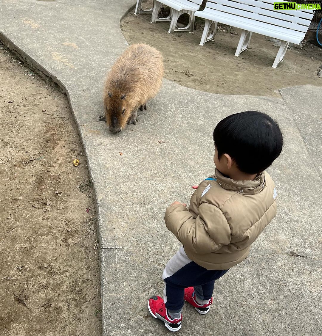 Mai Hakase Instagram - 市原ぞうの国🐘 動物との距離がものすごく近くて直接エサをあげれたりと息子も楽しそうでした😁 象さんの行進は大迫力🐘象蔵使いの方もいて象のパフォーマンスも初めて見れました☺️絵をかいたりボールを蹴ったり、とても上手で驚きました😳 妊娠後期くらいから息子と1日おでかけはなかなかできてなかったので久しぶりに一緒にたくさん遊べて嬉しかったです♡一緒にお出かけしてくれたお友達家族に感謝🥰❤️ 息子は行きも帰りも車の中でずーっと1人で喋っていたので、夜は声が枯れていましたwwそれくらい楽しかったのかな🤭 #市原ぞうのくに #男の子ママ #女の子ママ