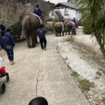 Mai Hakase Instagram - 市原ぞうの国🐘 動物との距離がものすごく近くて直接エサをあげれたりと息子も楽しそうでした😁 象さんの行進は大迫力🐘象蔵使いの方もいて象のパフォーマンスも初めて見れました☺️絵をかいたりボールを蹴ったり、とても上手で驚きました😳 妊娠後期くらいから息子と１日おでかけはなかなかできてなかったので久しぶりに一緒にたくさん遊べて嬉しかったです♡一緒にお出かけしてくれたお友達家族に感謝🥰❤️ 息子は行きも帰りも車の中でずーっと1人で喋っていたので、夜は声が枯れていましたwwそれくらい楽しかったのかな🤭 #市原ぞうのくに #男の子ママ #女の子ママ