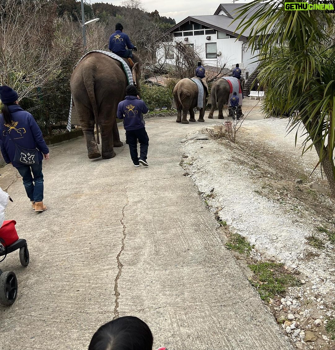 Mai Hakase Instagram - 市原ぞうの国🐘 動物との距離がものすごく近くて直接エサをあげれたりと息子も楽しそうでした😁 象さんの行進は大迫力🐘象蔵使いの方もいて象のパフォーマンスも初めて見れました☺️絵をかいたりボールを蹴ったり、とても上手で驚きました😳 妊娠後期くらいから息子と1日おでかけはなかなかできてなかったので久しぶりに一緒にたくさん遊べて嬉しかったです♡一緒にお出かけしてくれたお友達家族に感謝🥰❤️ 息子は行きも帰りも車の中でずーっと1人で喋っていたので、夜は声が枯れていましたwwそれくらい楽しかったのかな🤭 #市原ぞうのくに #男の子ママ #女の子ママ